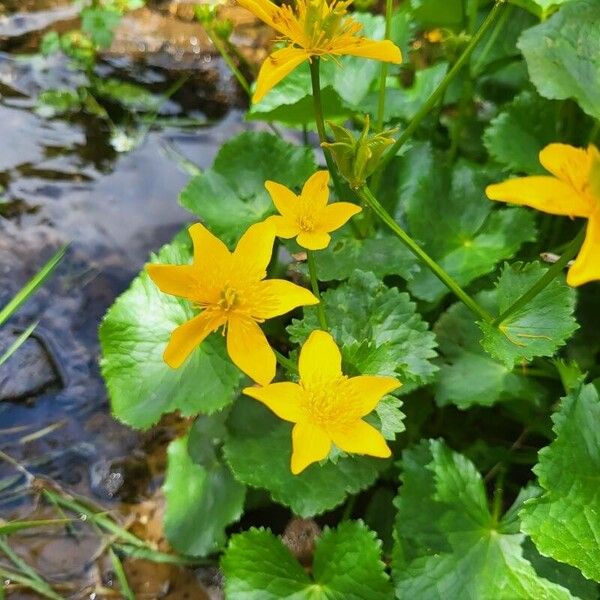 Caltha palustris Flor