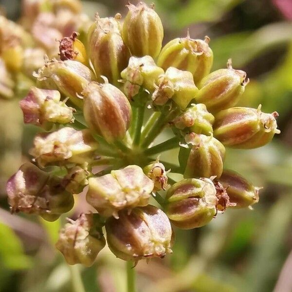 Sium latifolium Meyve