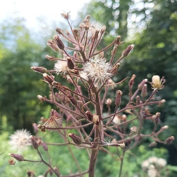 Cicerbita alpina Fruit