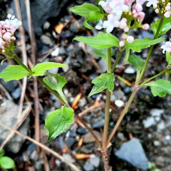 Valeriana montana Habit