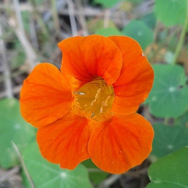 Tropaeolum majus Virág