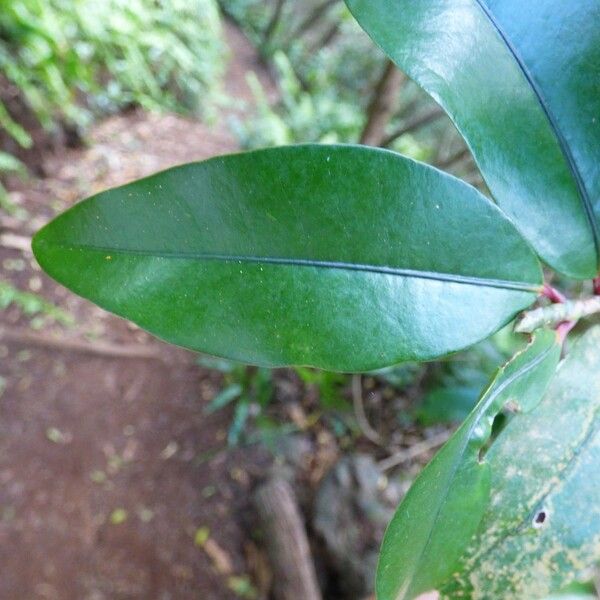 Erythroxylum laurifolium Leaf