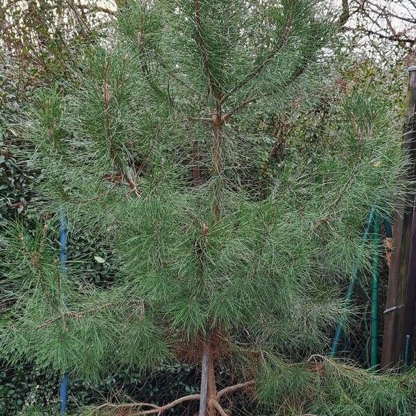 Pinus pinaster Frunză