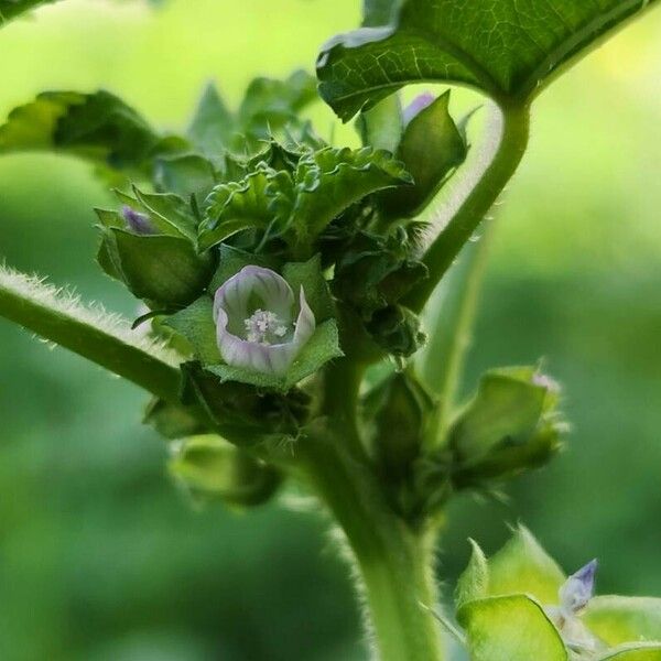 Malva verticillata ফুল