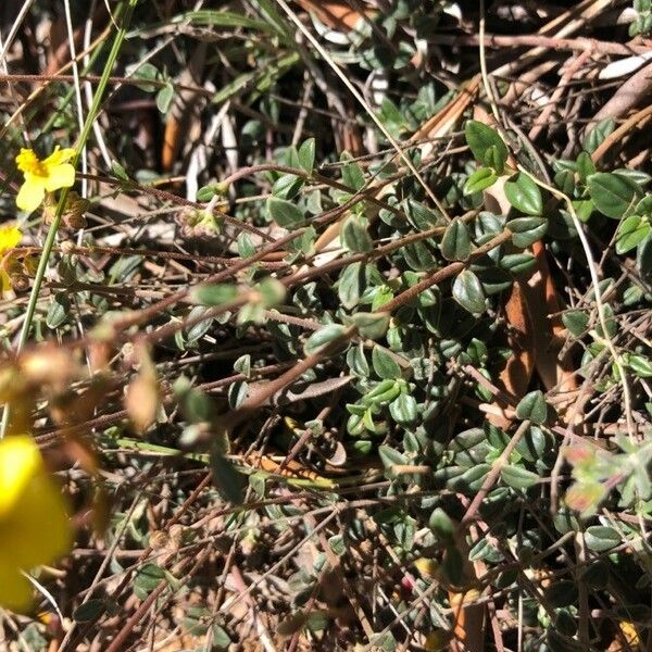 Helianthemum cinereum Yaprak