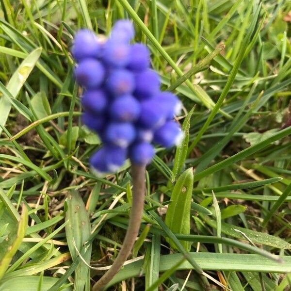 Muscari pulchellum