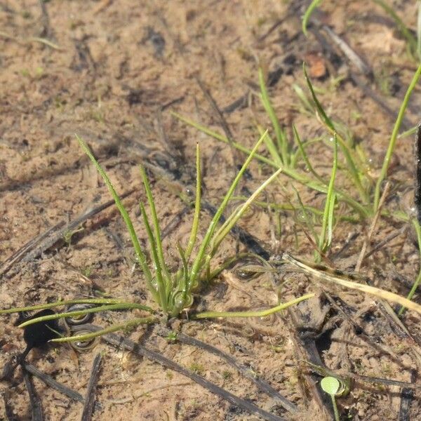 Isoetes longissima ശീലം