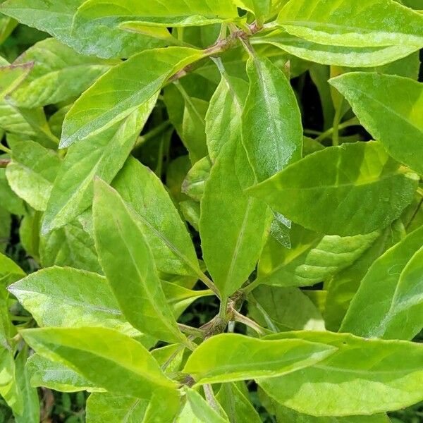 Gynura procumbens Fulla