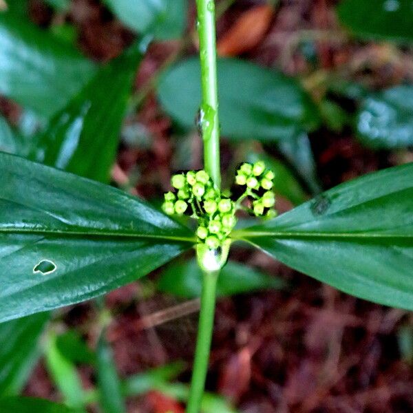 Spermacoce ocymifolia Flor