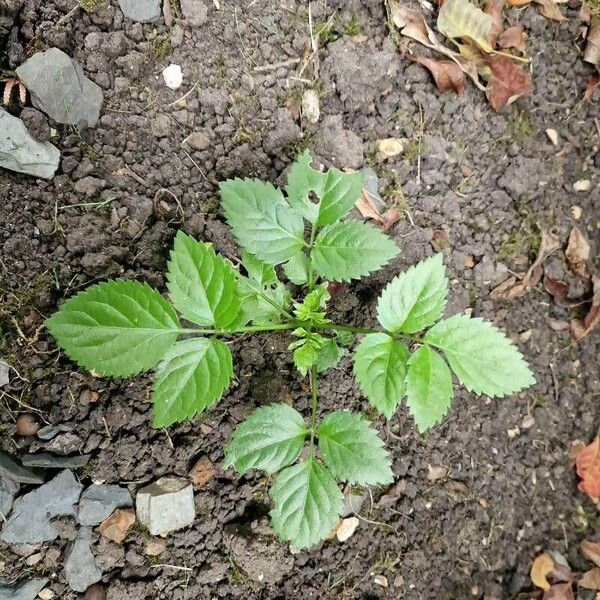 Cryptotaenia canadensis Leaf