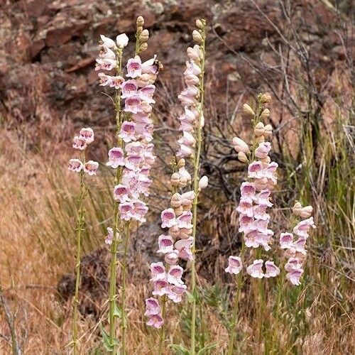 Penstemon palmeri Hábito