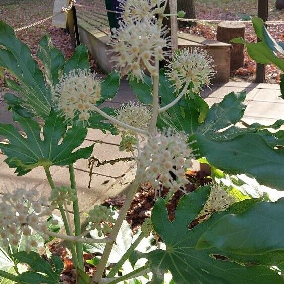 Fatsia japonica Plod