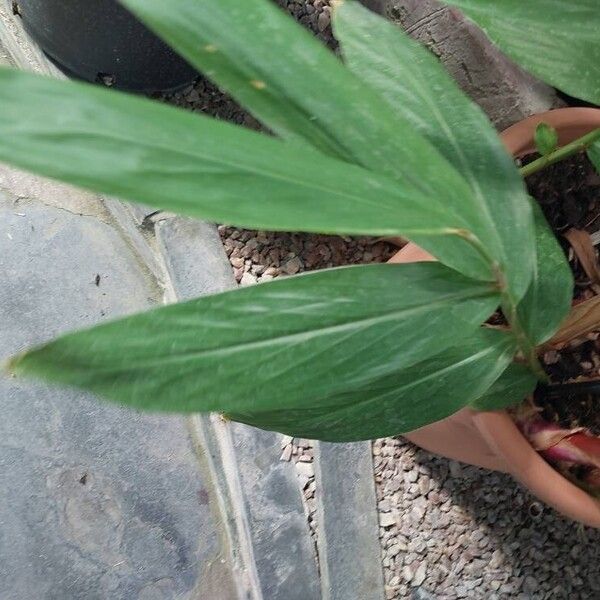 Hedychium flavum ᱥᱟᱠᱟᱢ