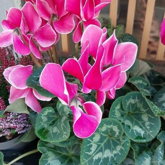 Cyclamen persicum ফুল