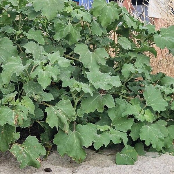 Xanthium strumarium Leaf