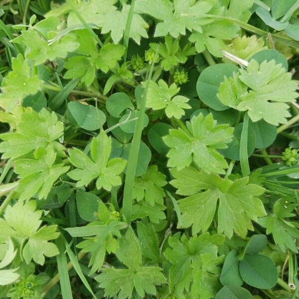 Bowlesia incana Leaf