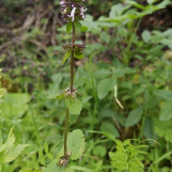 Stachys arvensis Liść