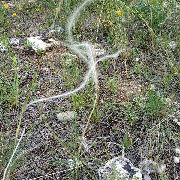 Stipa pennata Blomst