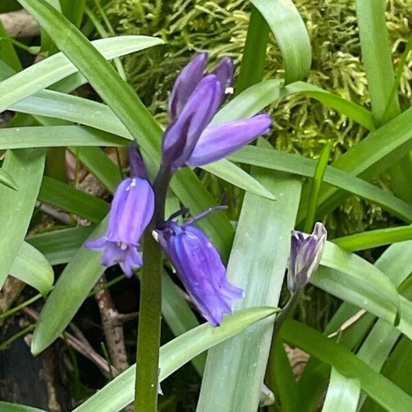 Hyacinthoides non-scripta ফুল