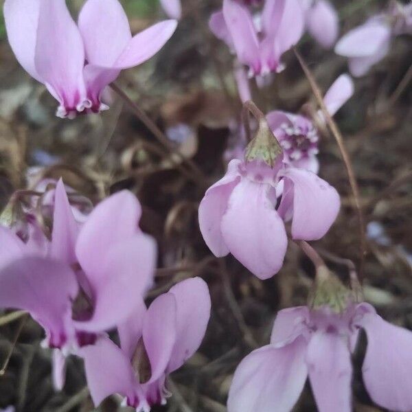 Cyclamen hederifolium Flower