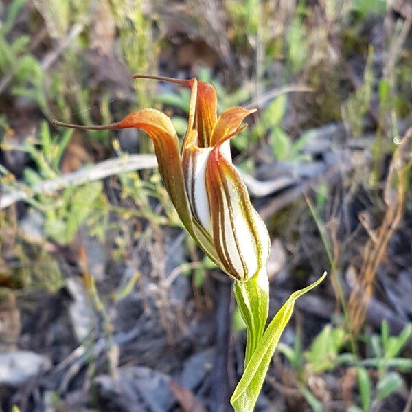 Pterostylis recurva Flower