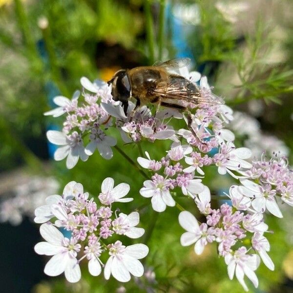 Coriandrum sativum Çiçek