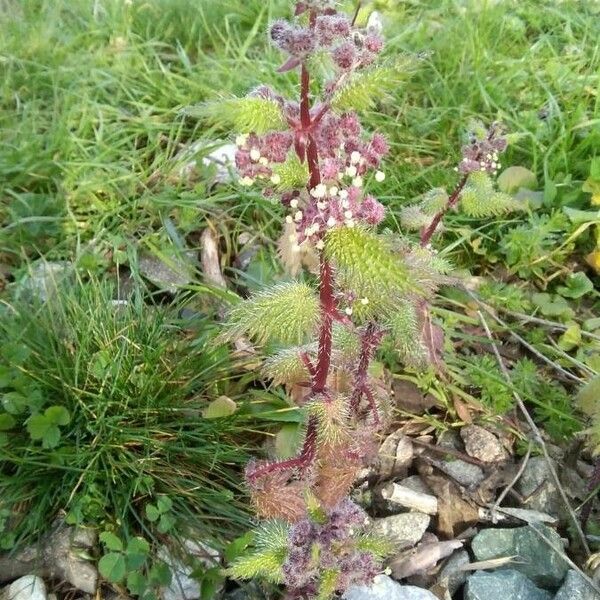 Urtica pilulifera 形态