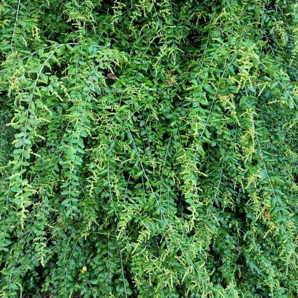 Ligustrum sinense अन्य