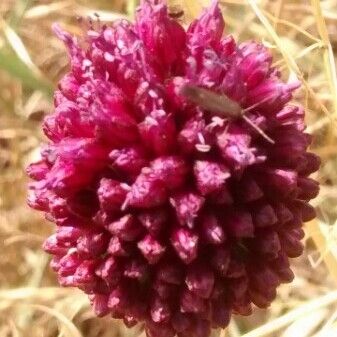 Allium sphaerocephalon Flower