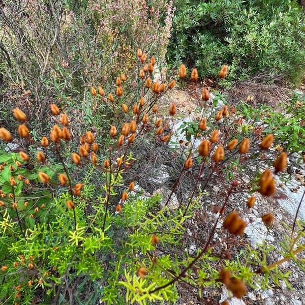 Hypericum empetrifolium Çiçek