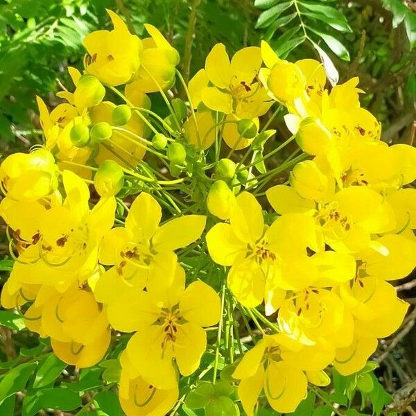 Cassia fistula Flower