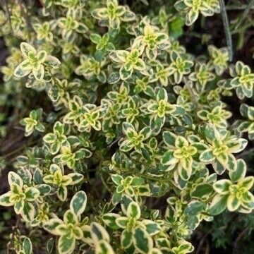 Thymus × citriodorus ഇല