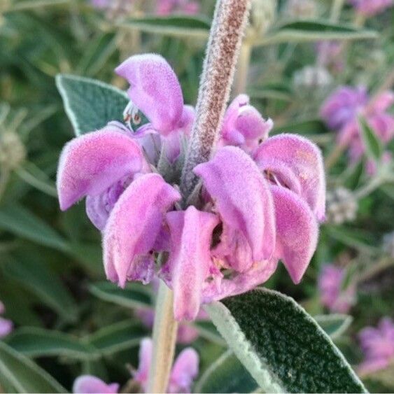 Phlomis purpurea Kvet