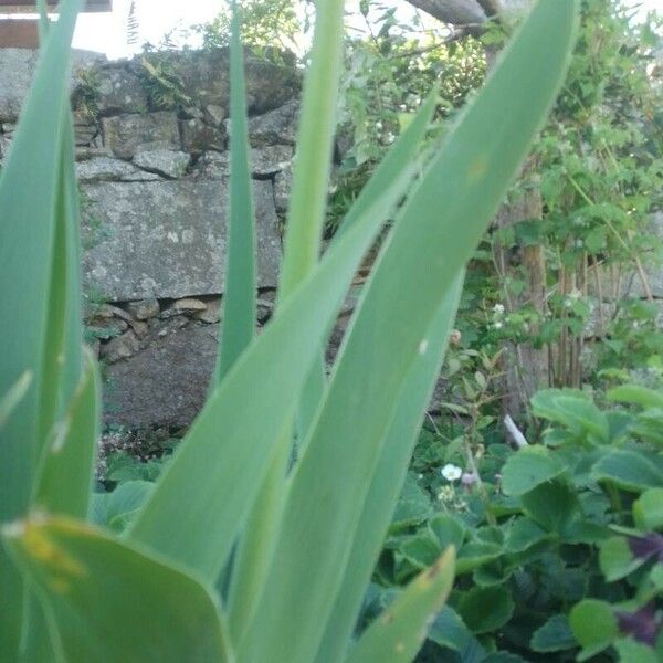 Iris albicans برگ