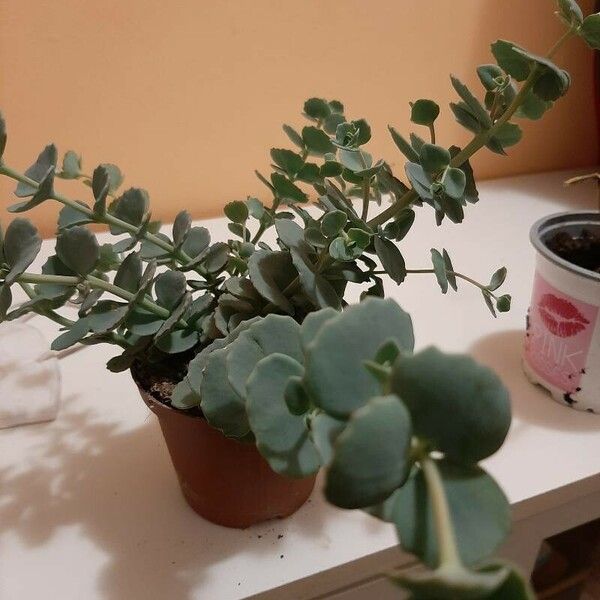 Kalanchoe millotii Φύλλο