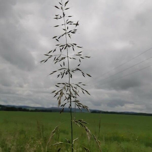 Agrostis gigantea Flower