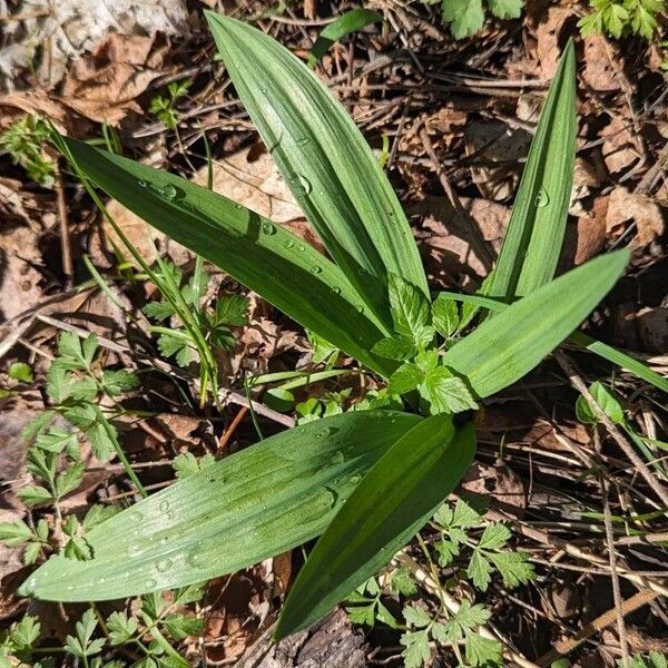 Allium tricoccum Leaf