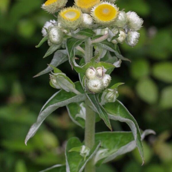 Helichrysum foetidum 花