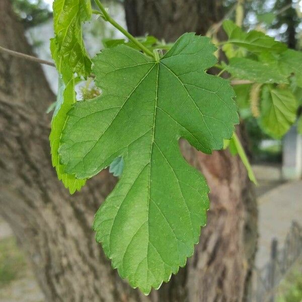 Morus rubra Ліст