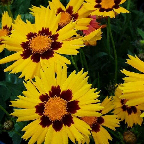 Coreopsis grandiflora Žiedas