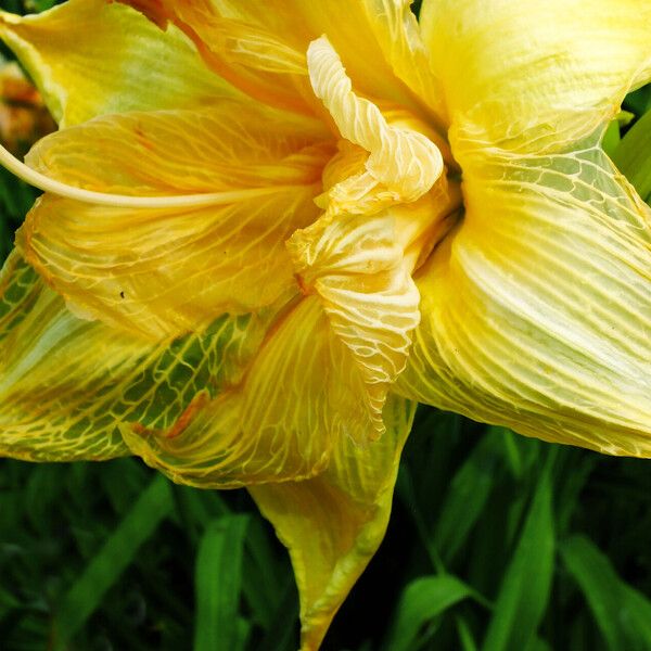 Hemerocallis lilioasphodelus Blüte