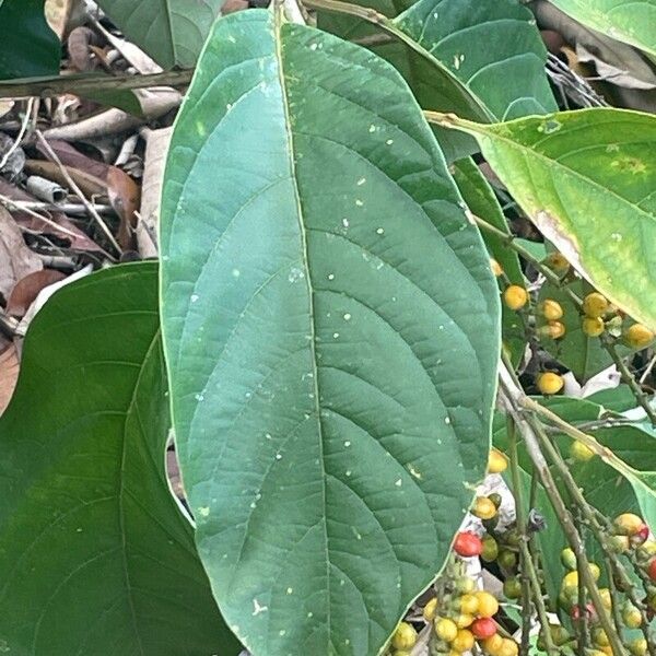 Citharexylum spinosum Leaf