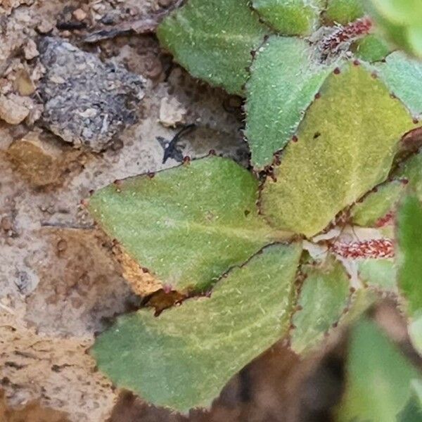 Androsace maxima Leaf