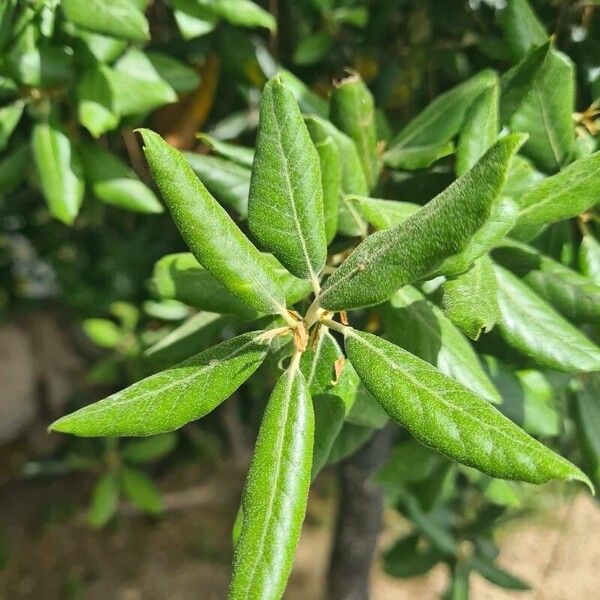 Elaeagnus umbellata برگ