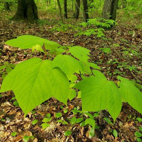 Acer pensylvanicum Hábito