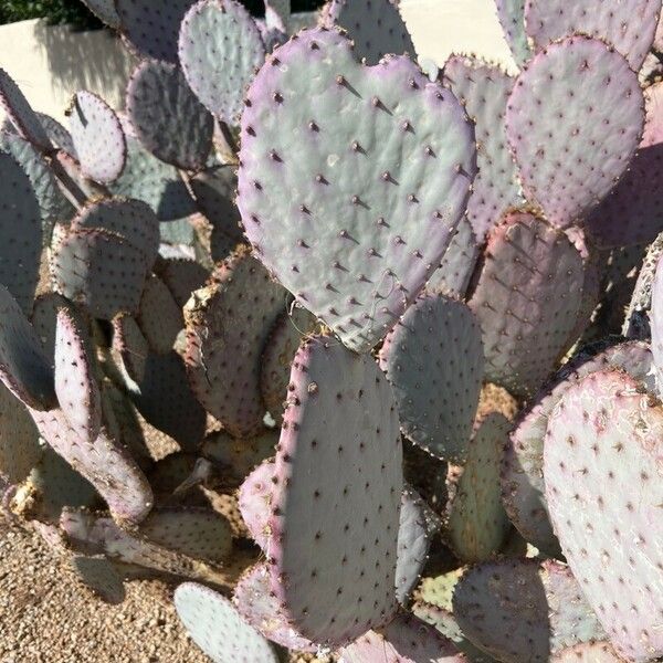 Opuntia macrocentra Liść