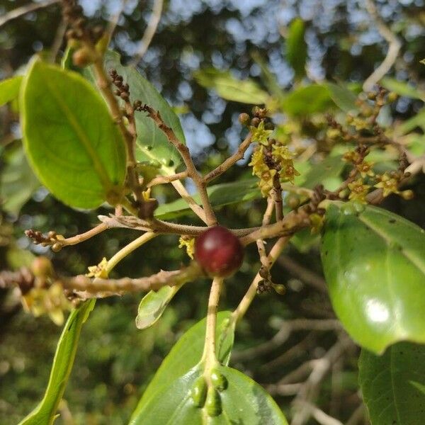 Rhamnus glandulosa Fruit