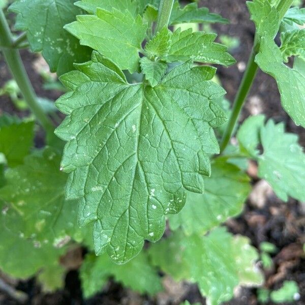 Nepeta cataria Fuelha