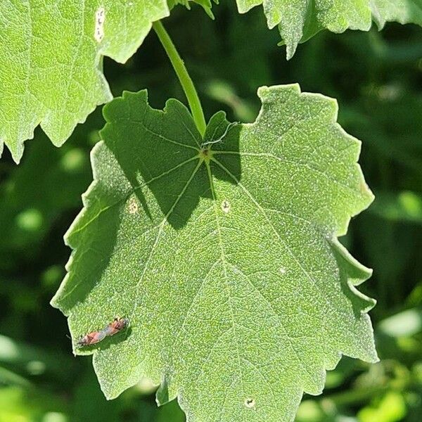 Abutilon grandiflorum Feuille