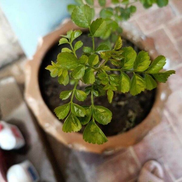 Tecomaria capensis Листок